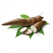 Yuca Criolla
